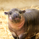 All Photos Courtesy Paul Fahy / Taronga Zoo